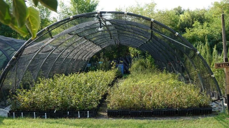 Desenzano, Piante-Forestali è il primo vivaio italiano certificato per le piante autoctone