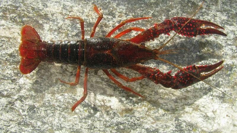 Garda, allarme gambero rosso: «Minaccia le zone umide più del siluro»