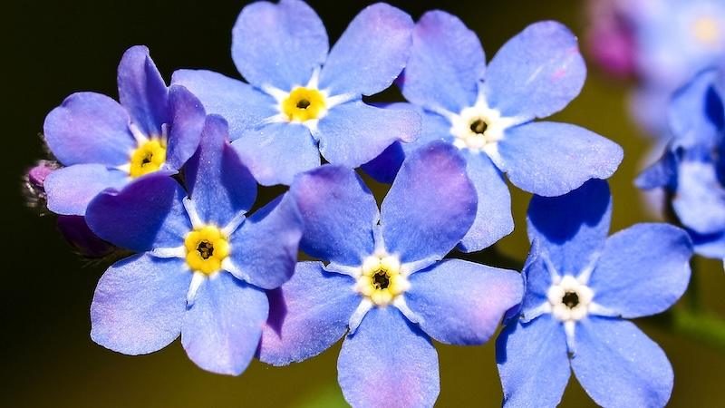 Salò, "La Casa dei Ricordi" per chi vive l'Alzheimer